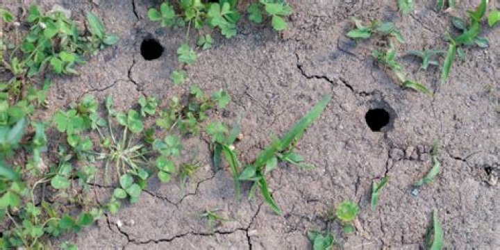 Do field mice live in holes in the ground?