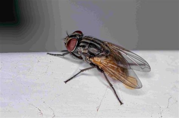 Do flies bite?