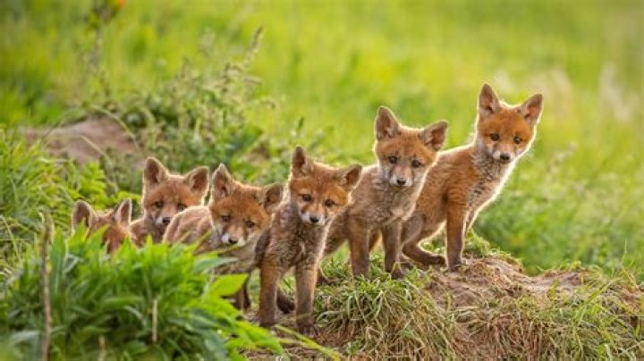 Do foxes abandon their cubs?