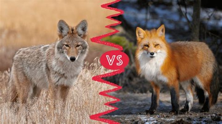 Do foxes and coyotes get along?