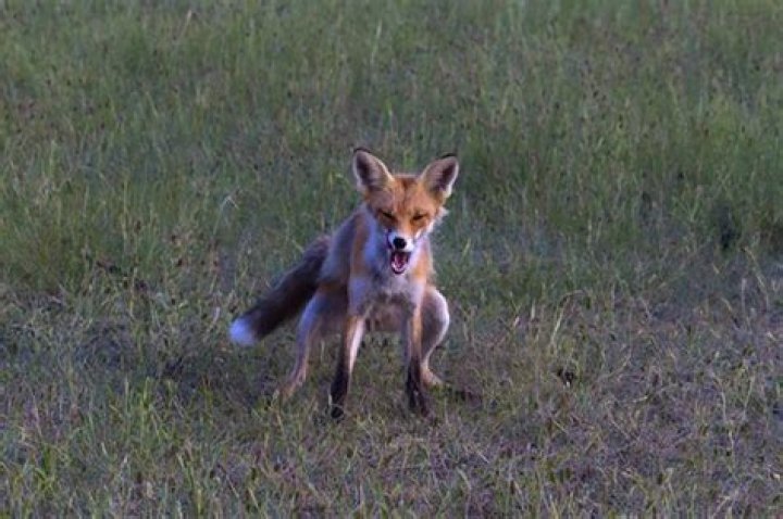 Do foxes bury their poop?