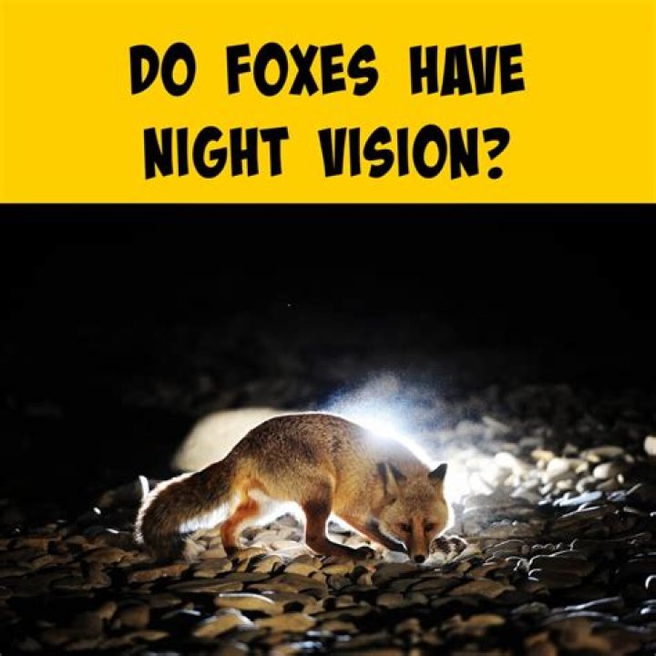 Do foxes have night vision?