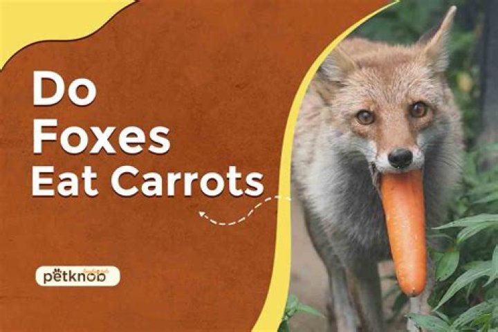 Do foxes like carrots?