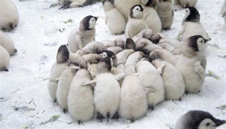 Do germs survive in the cold?