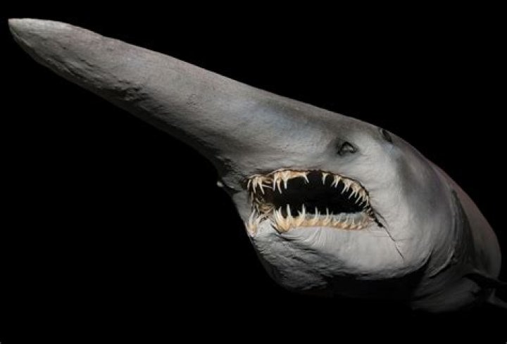 Do goblin sharks exist?
