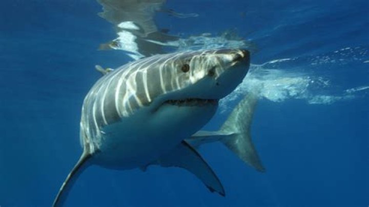 Do great white sharks eat starfish?