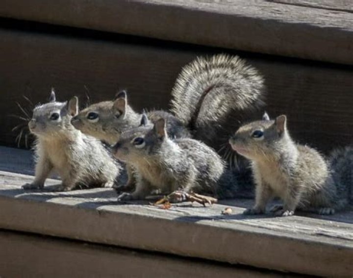 Do grey squirrels eat baby birds?