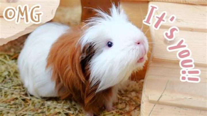 Do guinea pigs forget their owners?