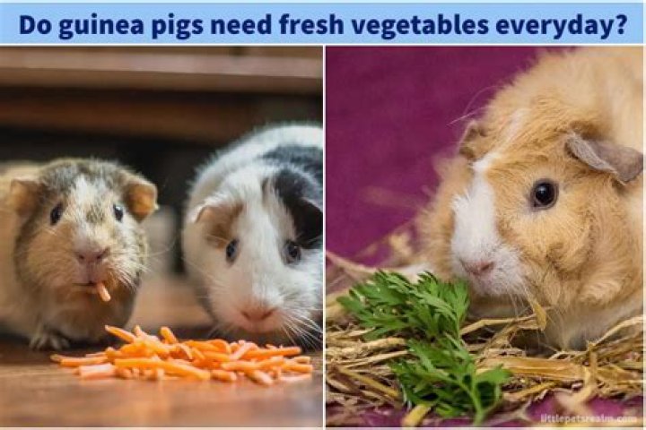 Do guinea pigs need veg everyday?