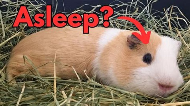 Do guinea pigs sleep with eyes open?