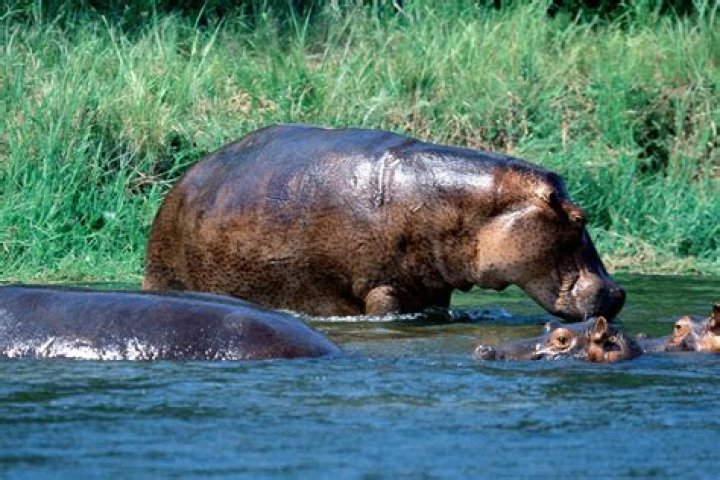 Do hippos live in Hawaii?