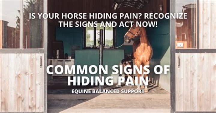 Do horses hide pain?