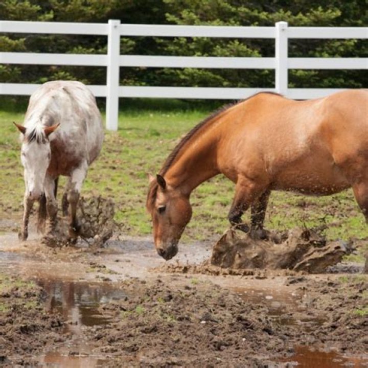 Do horses like mud?