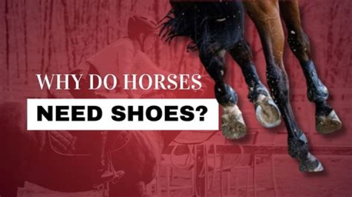 Do horses need to be inside at night?