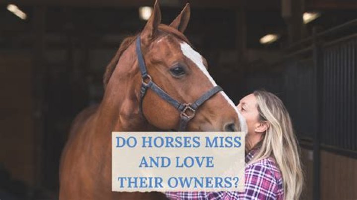Do horses really love their owners?