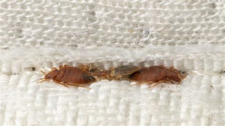 Do I have mites or bed bugs?