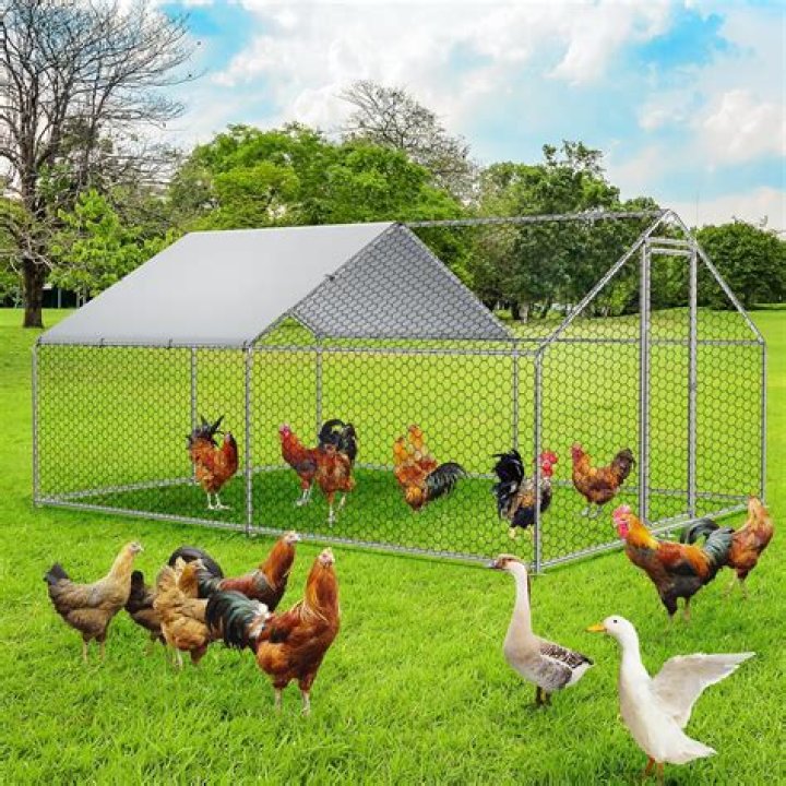 Do I need a roof over my chicken run?