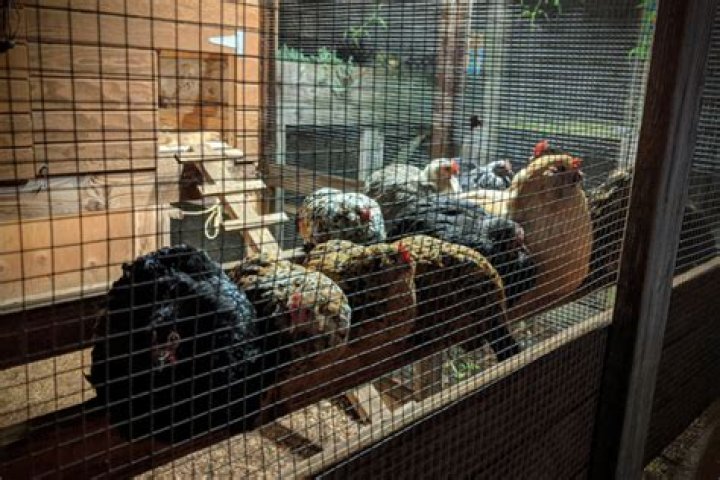 Do I need to lock my chickens in the coop at night?