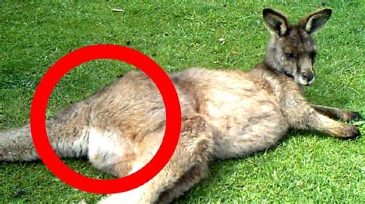 Do kangaroos fart?