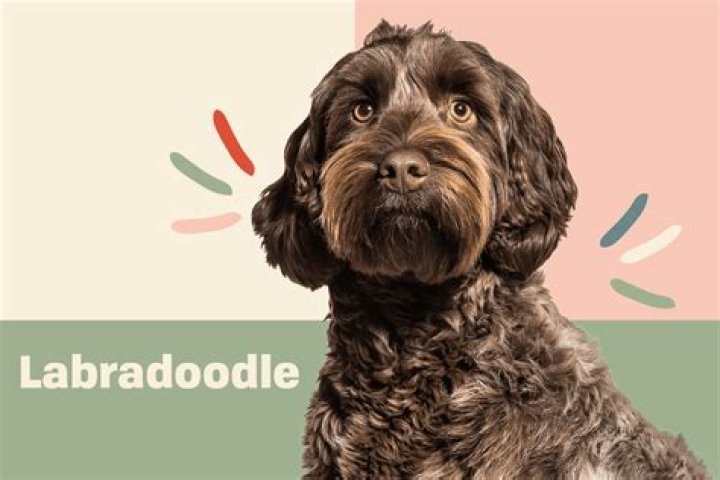 Do Labradoodles shed?