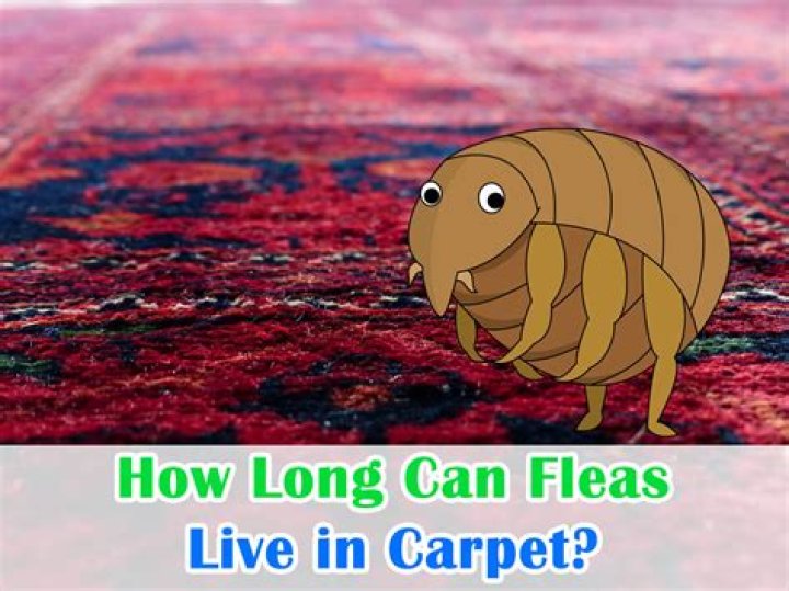 Do lice live in carpet?