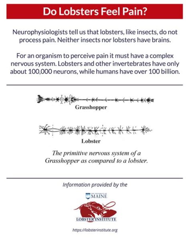 Do lobsters feel fear?
