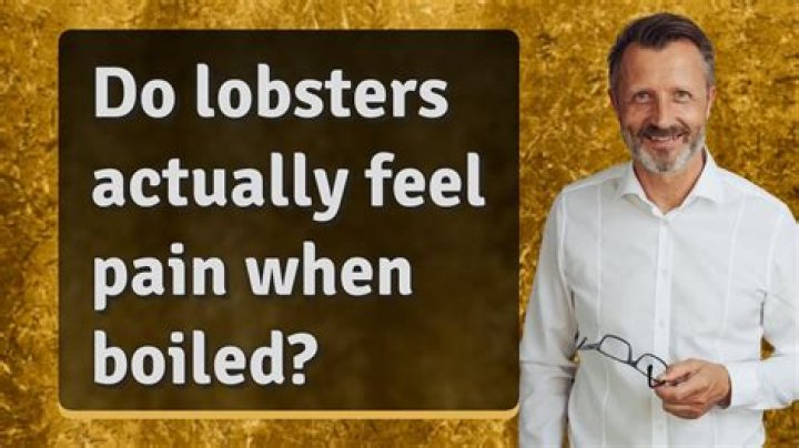 Do lobsters feel pain when they get boiled?
