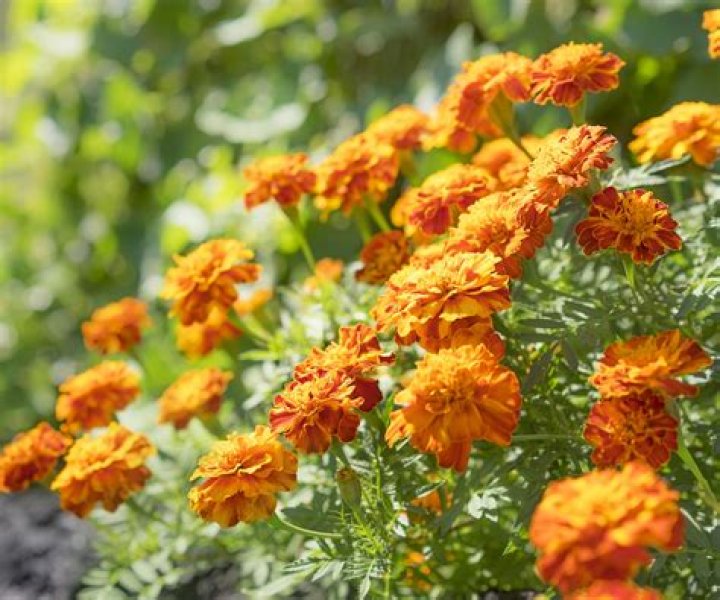 Do marigolds repel rats?
