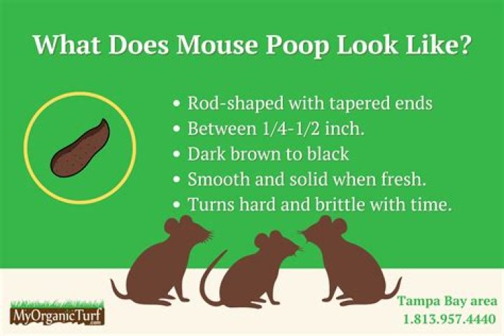 Do mice poop everywhere?