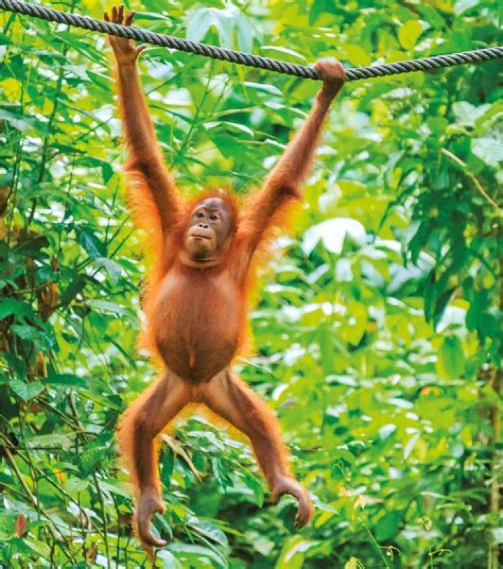 Do monkeys have a belly button?