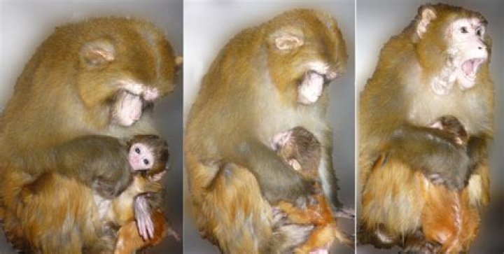 Do monkeys kiss their babies?