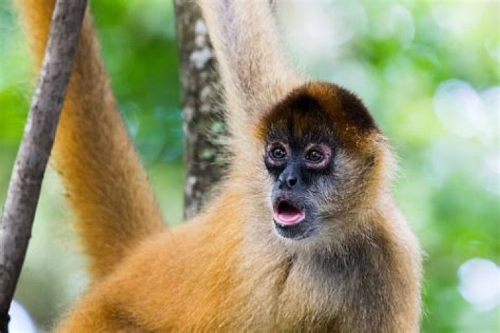 Do monkeys live in South America?