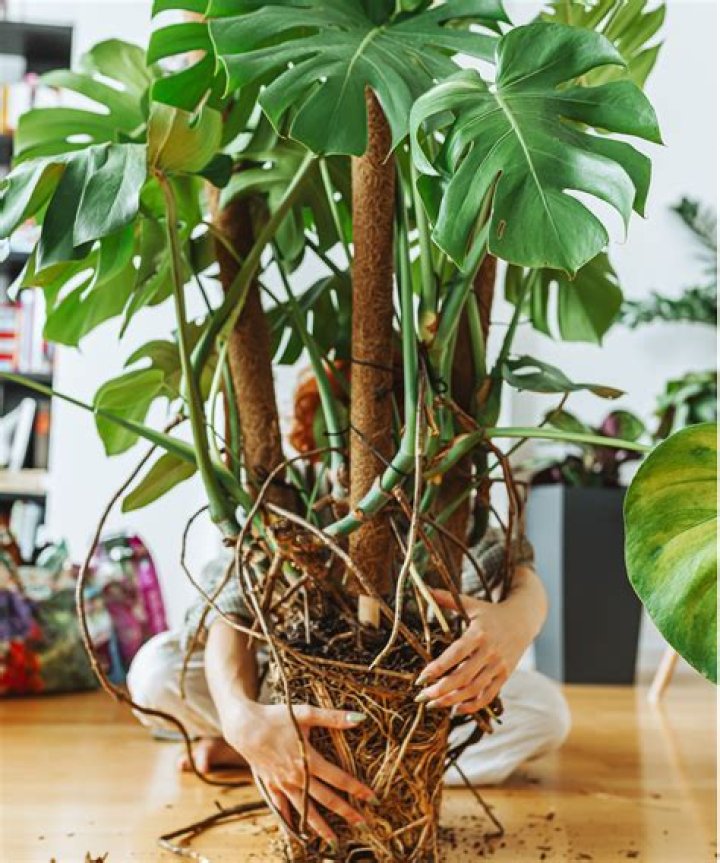 Do Monsteras like being root bound?