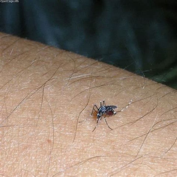 Do mosquitoes bite through clothes?