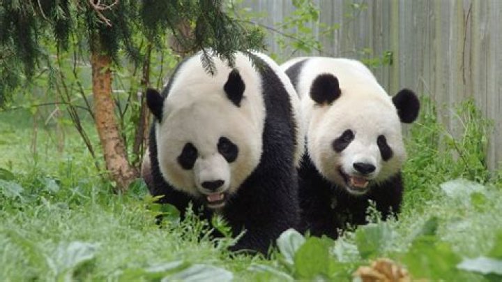 Do pandas have 2 thumbs?