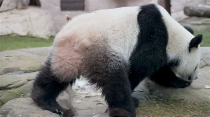 Do pandas have tails?