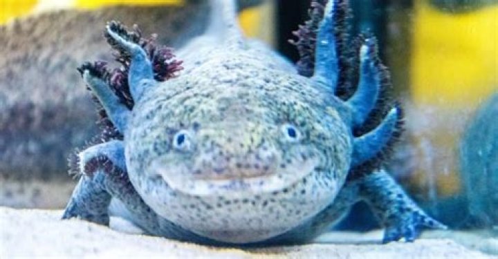 Do people eat axolotls?