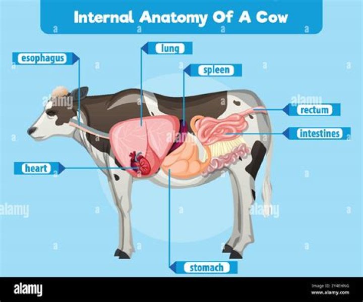 Do people eat the heart of a cow?