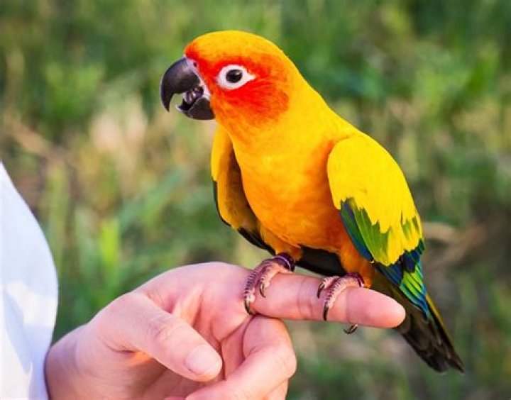 Do pet birds recognize their owners?