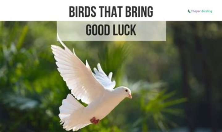 Do pigeons bring good luck?