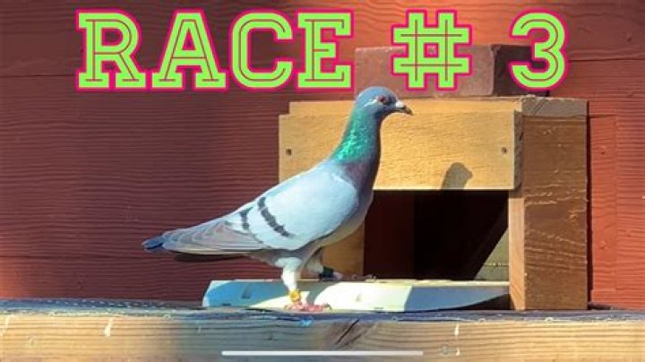 Do pigeons get lonely?