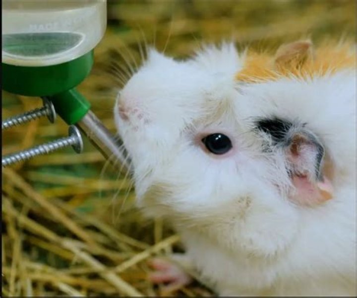 Do pigs drink their urine?