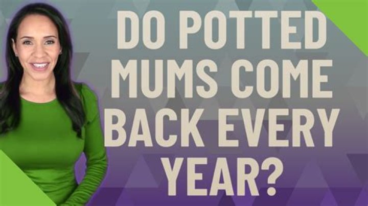 Do potted mums come back?