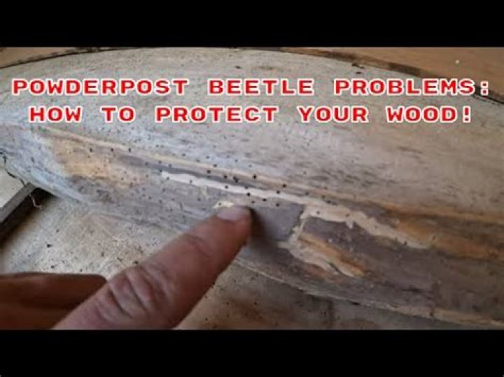 Do powderpost beetles bite humans?