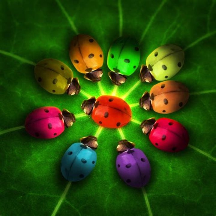 Do Rainbow ladybugs exist?