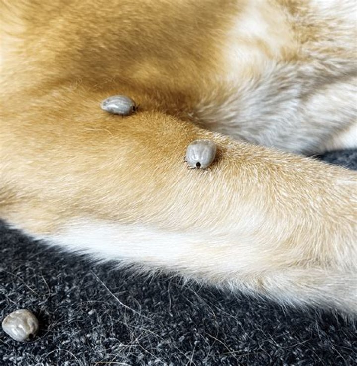 Do rats bother dogs?