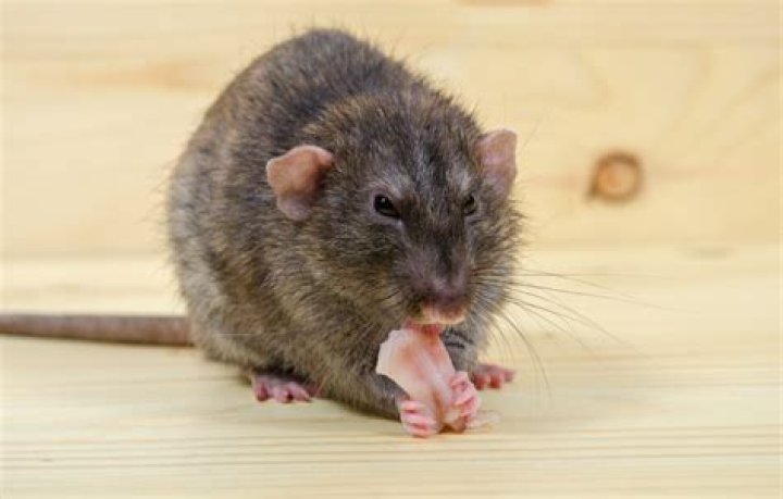 Do rats like flour?