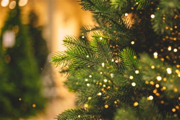 Do real Christmas trees give off oxygen?