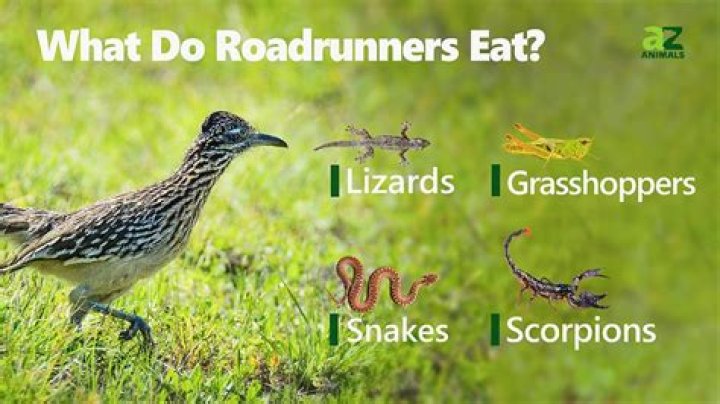 Do roadrunners go MEEP MEEP?