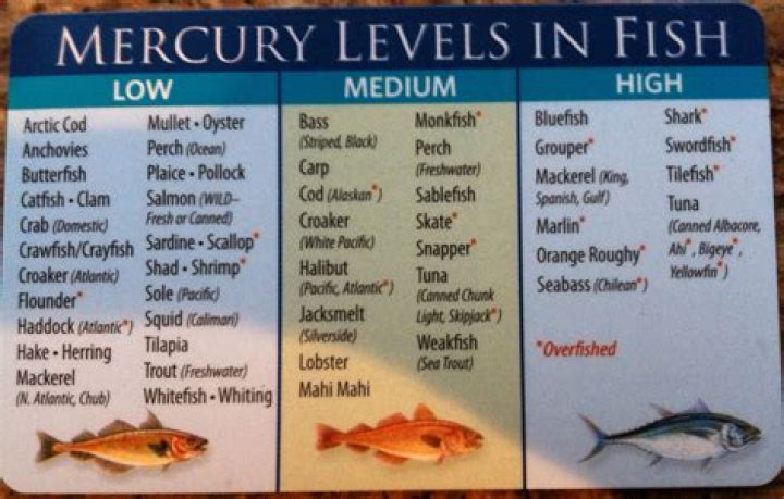 Do sardines have mercury?